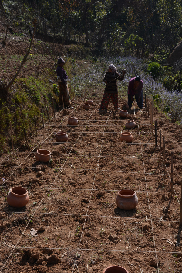 chili_planting.jpg