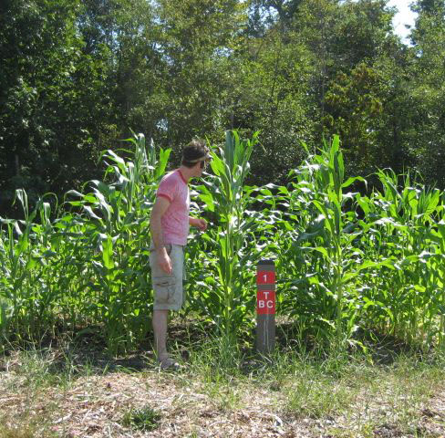 alex_checking_the_cornsq.jpg