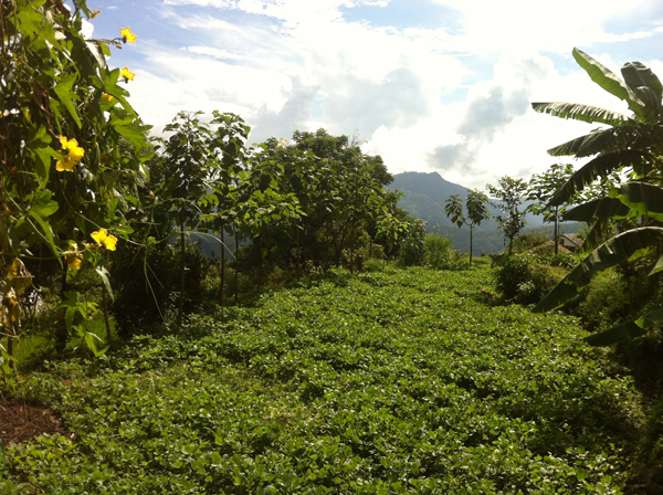 black-lentil-in-between-trees-rows-infront-of-my-house.jpg