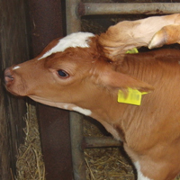 image:The use of biochar in cattle farming