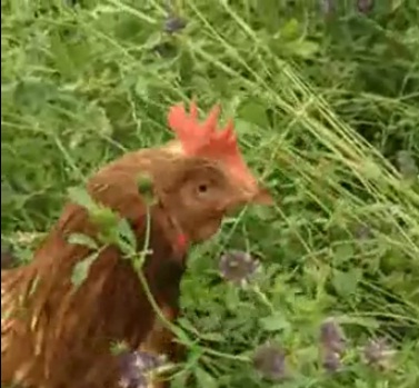 image:Biochar in poultry farming