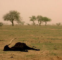 image:Humus or Famine?