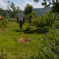 image:Forest Gardens