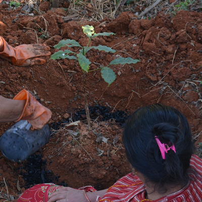 image:The Potential for Biochar to Improve Sustainability in Coffee Cultivation and Processing: A White Paper