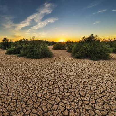 image:Humus or Famine?